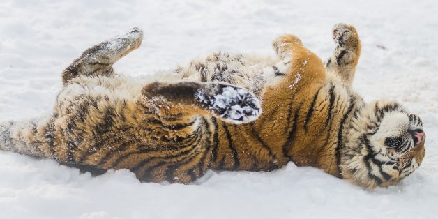 A Siberian tiger, Panthera tigris altaica, enjoys the snow in its enclosure in the Nyiregyhaza animal park in Nyiregyhaza, 245 kilometers east of Budapest, Hungary, Wednesday, Jan. 29, 2014. (AP Photo/MTI, Attila Balazs)
