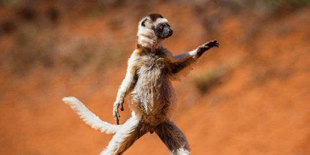 Le classement des photos d'animaux les plus drôles révélé