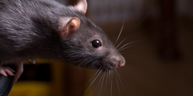 rat