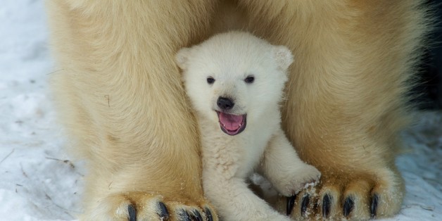 Polar bear cub plays with Polar bear mother Gerda in Zoo in the Siberian city of Novosibirsk, about 2,800 kilometers (1,750 miles) east of Moscow, Russia, Friday, March 7, 2014. The first cub of Polar bear couple Kai and Gerda was born at Novosibirsk Zoo in early December. (AP photo/Ilnar Salakhiev)