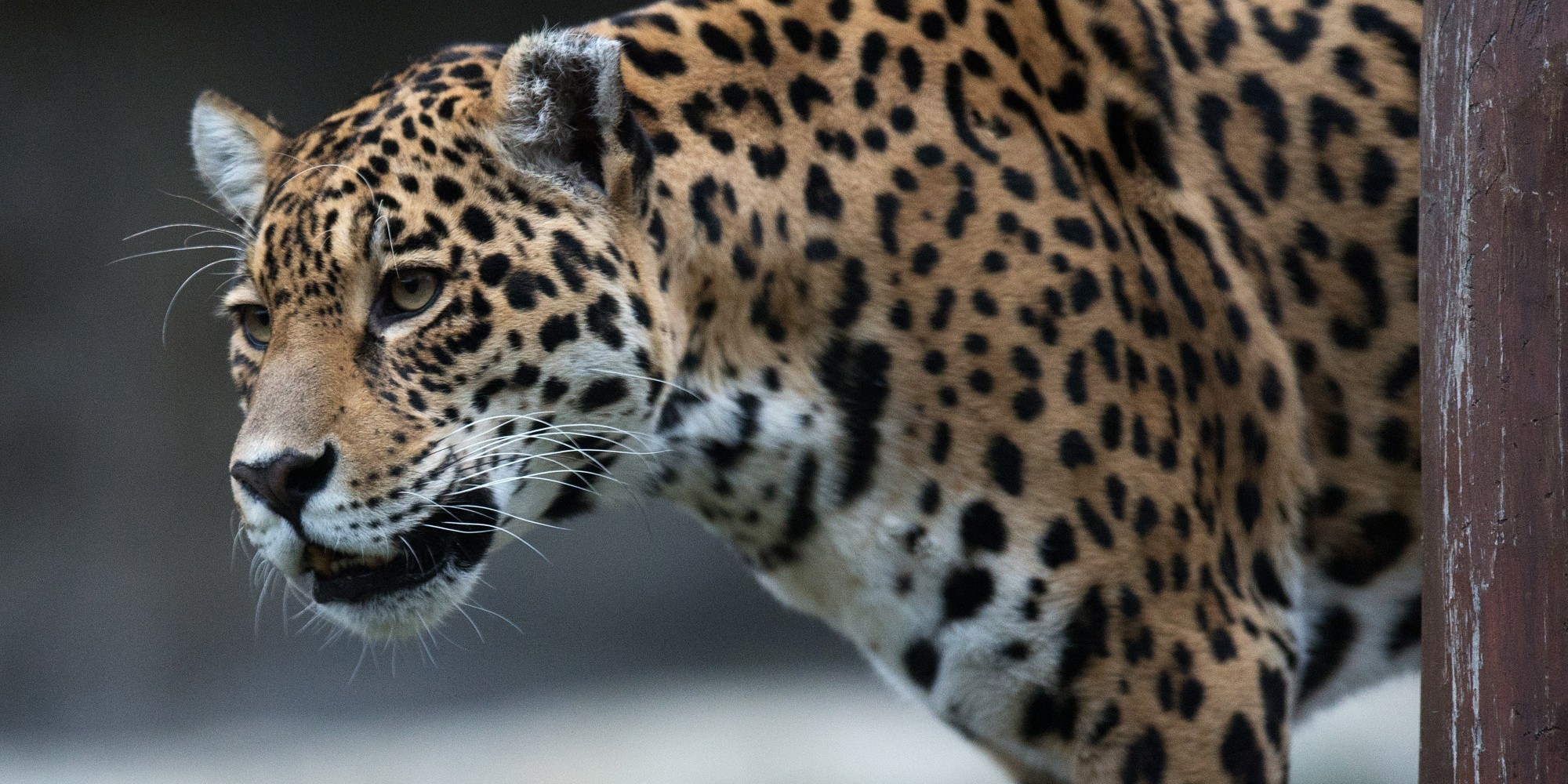 Are Large Carnivores Doomed by Climate Change? | HuffPost