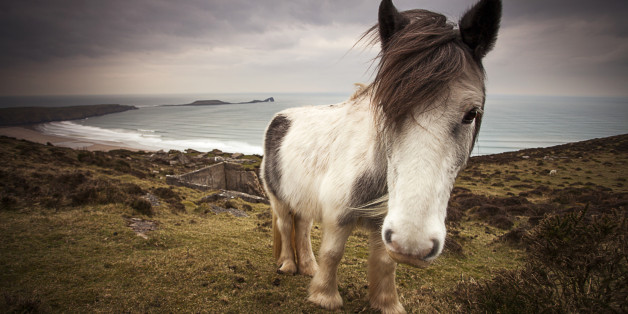 Ein Pony ist im Erzgebirge gestorben - Tierpark-Besucher hatten ihm Kohl zum Fressen gegeben (Symbolbild)