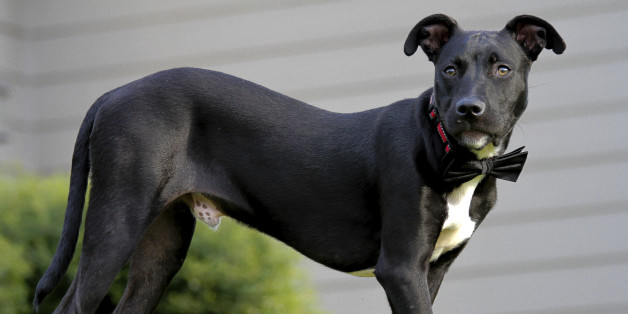 Der Pitbull sollte gehen. Dann tat er das.