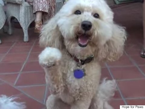 poodle