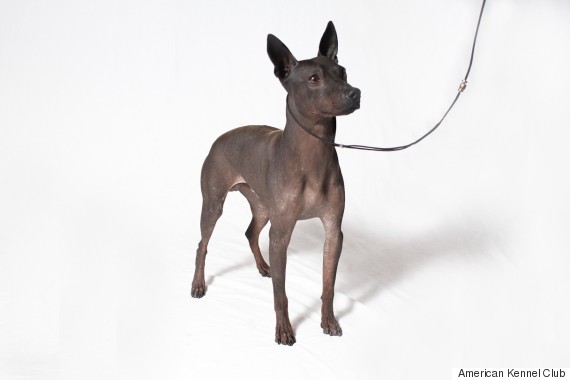 hairless terrier