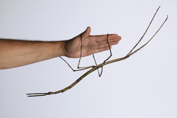 Giant Stick Insect Babies In World-First Captive Breeding Program At ...