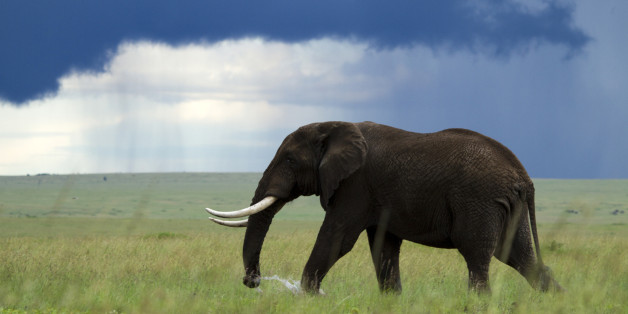 Kenya, Masai Mara national game reserve, elephant (Loxodonta africana), male in the marsh, rainy season
