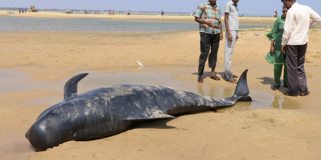 People look at one among the dozens of whales that have washed ashore on the Bay of Bengal coast's Manapad beach in Tuticorin district, Tamil Nadu state, India, Tuesday, Jan.12, 2016. More than 80 whales have washed ashore on India's southern coast. The top government official in the southeastern port town of Tuticorin said the short-finned pilot whales began washing up on beaches Monday evening. (AP Photo/Senthil Arumugam)