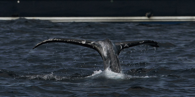Tourists watch a humpback whale at a whale watching point, off Okinawa, southwestern Japan, Tuesday, March 25, 2008.(AP Photo/Itsuo Inouye)