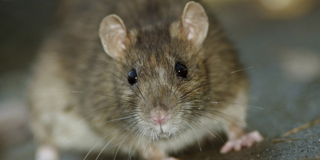 Über Flöhe kann die Pest von der Ratte zum Menschen übertragen werden.