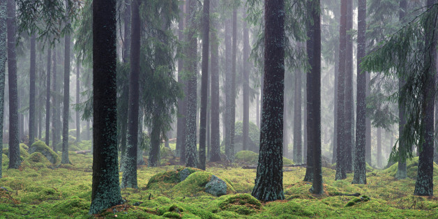 Pine forest, Pinus sylvestris, in October. Varmland, Sweden
