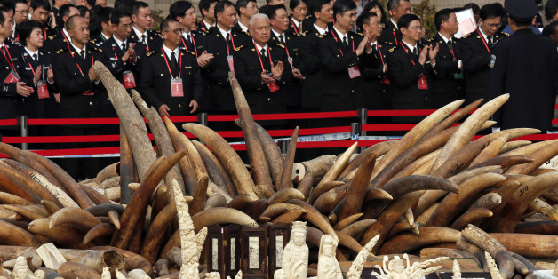 Customs officers attend a ceremony before destroying illegal ivory in Dongguan, southern Guangdong province, China Monday, Jan. 6, 2014. China destroyed about 6 tons of illegal ivory from its stockpile on Monday, in an unprecedented move wildlife groups say shows growing concern about the black market trade by authorities in the world's biggest market for elephant tusks. (AP Photo/Vincent Yu)