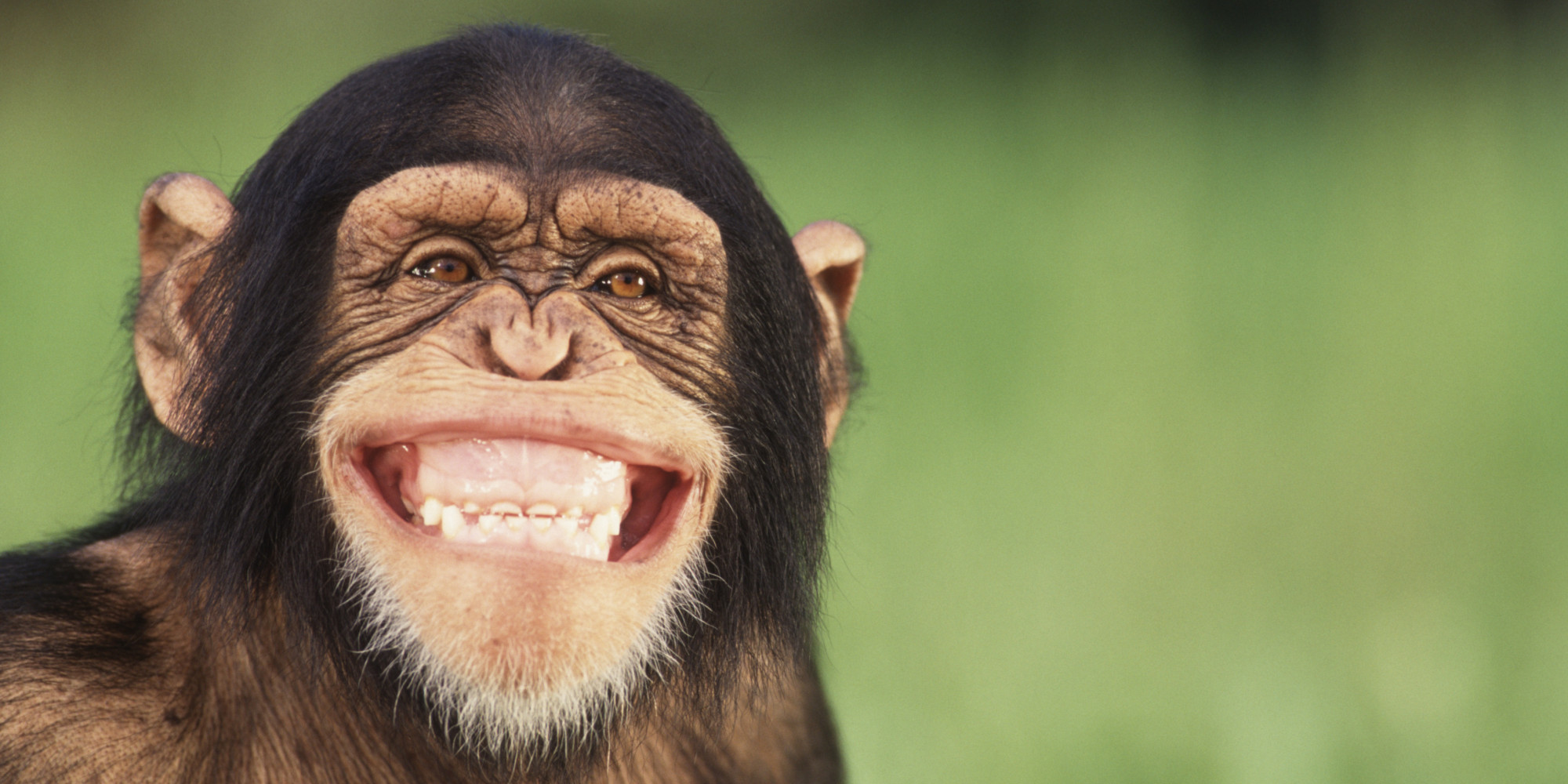 how-political-elections-mirror-chimpanzee-behavior-huffpost