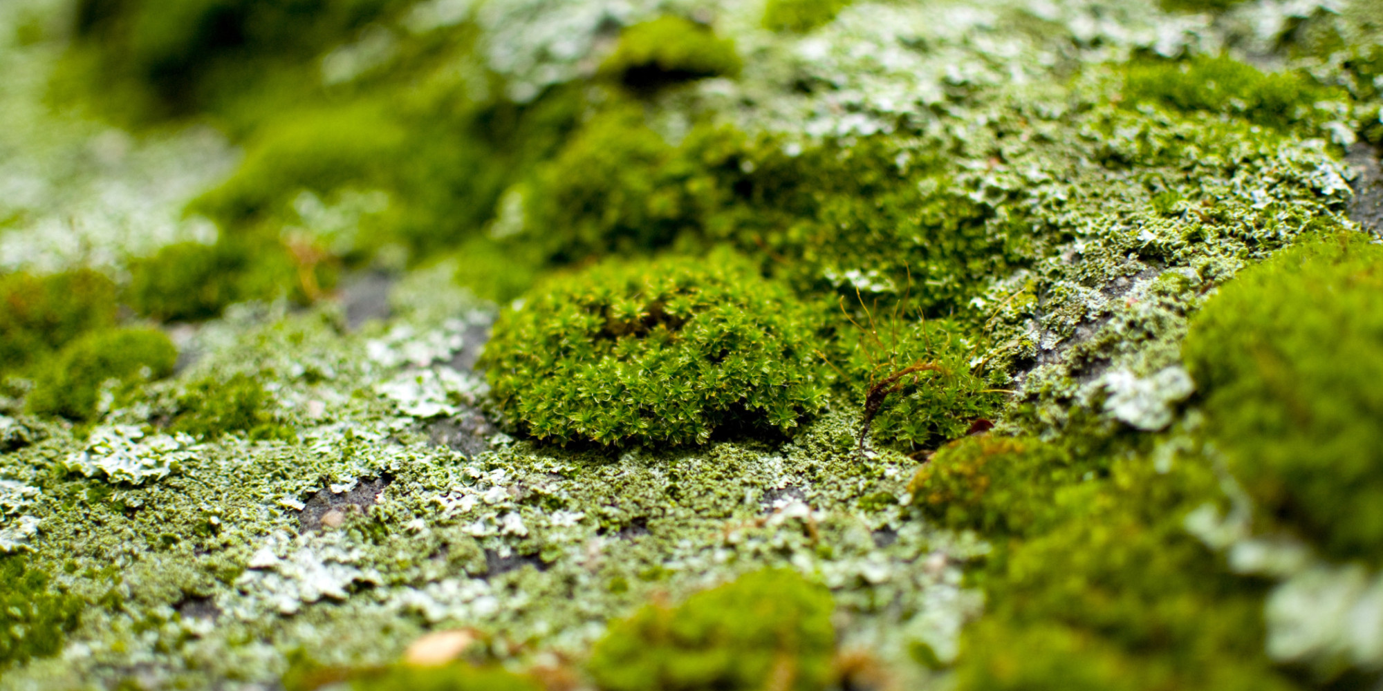 How To Get Green Algae Out Of Outdoor Rug