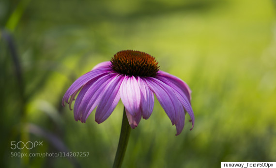 echinacea
