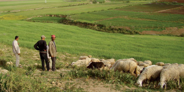 Le produit "Taamine Al Mahssol" sera commercialisé à partir du 21 janvier prochain.