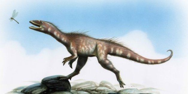 Un nouveau dinosaure, le dracoraptor, découvert au Pays de Galles