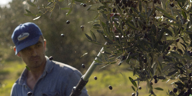 A worker uses an electric comb to harvest frantoio olives in the Pagliatura estate in Magliano, central Italy, Saturday, Oct. 31, 2015. According to Coldiretti Italian farmers association there are some 250 million olive trees in Italy, requiring some 50 million labor days to harvest for a rough 2 billion Euros of income, which makes Italy the world's second largest producer of olive oil after Spain. (AP Photo/Domenico Stinellis)