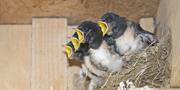 Barn Swallow Hirundo rustica young in nest Cley Norfolk September