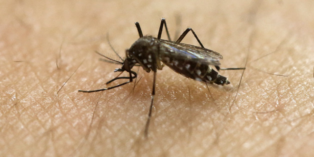 Aedes Aegypti kann den Zika-Virus übertragen. Das macht auch Olympia-Teilnehmern Angst