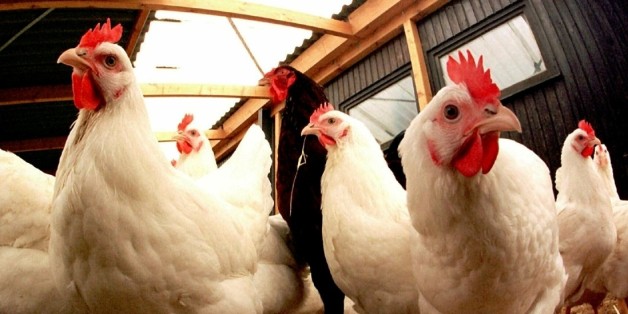 L'approvisionnement du secteur avicole national en poussins reproducteurs en provenance de la France est estimé à plus de 60%.