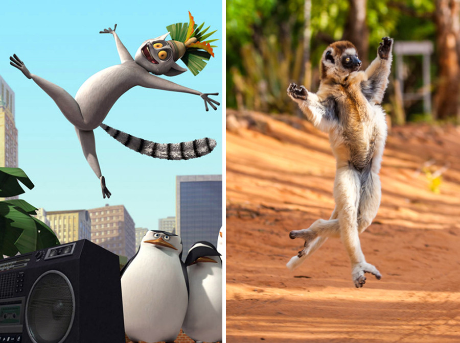dancing lemur
