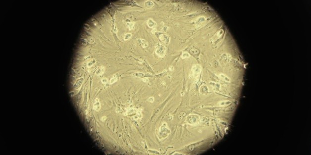 Des cellules souches embryonnaires sous l'oeil du microscope dans un laboratoire de Sao Paulo, au Brésil, le 5 mars 2008