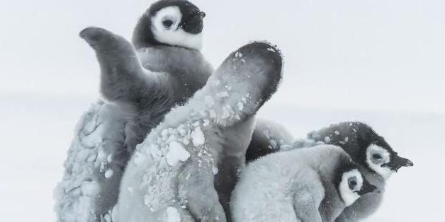 Bezaubernde Bilder aus der Antarktis: Wo Kuscheln das Leben rettet