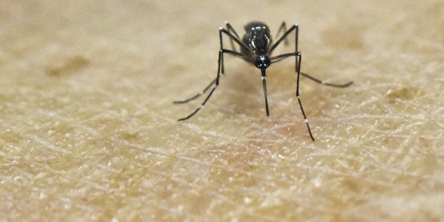 An Aedes Aegypti mosquito is photographed on human skin in a lab of the International Training and Medical Research Training Center (CIDEIM) on January 25, 2016, in Cali, Colombia. CIDEIM scientists are studying the genetics and biology of Aedes Aegypti mosquito which transmits the Zika, Chikungunya, Dengue and Yellow Fever viruses, to control their reproduction and resistance to insecticides. The Zika virus, a mosquito-borne disease suspected of causing serious birth defects, is expected to spr
