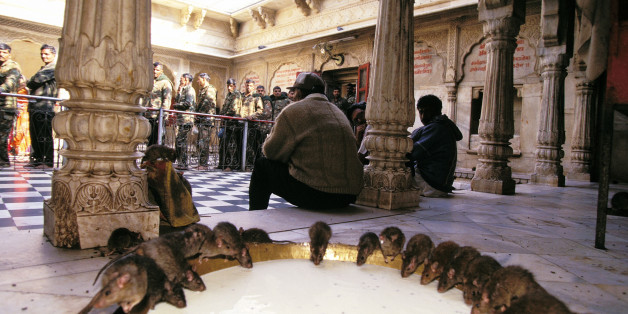 INDIA - JANUARY 01: Karni Mata temple In India In January, 1996. (Photo by Robert NICKELSBERG/Gamma-Rapho via Getty Images)