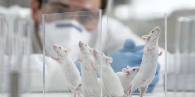 Scientist watching mice in laboratory