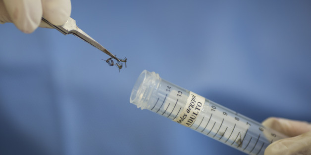 A technician of the Fiocruz institue stores Aedes aegypti mosquitoes to be used in research, in Recife, Pernambuco state, Brazil, Wednesday, Jan. 27, 2016. The mosquito is a vector for the proliferation of the Zika virus currently spreading throughout Latin America. New figures from Brazil's Health Ministry show that the Zika virus outbreak has not caused as many confirmed cases of a rare brain defect as first feared. (AP Photo/Felipe Dana)