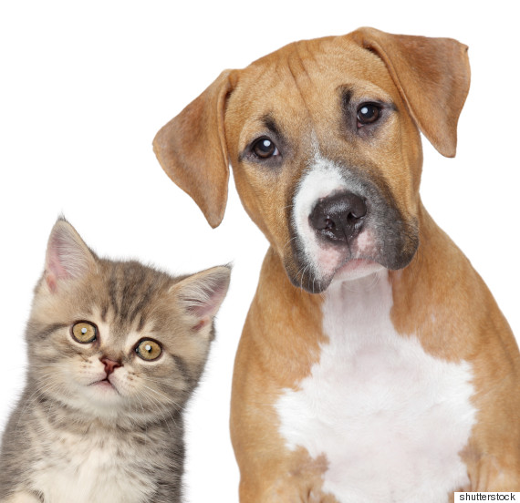 cat and dog