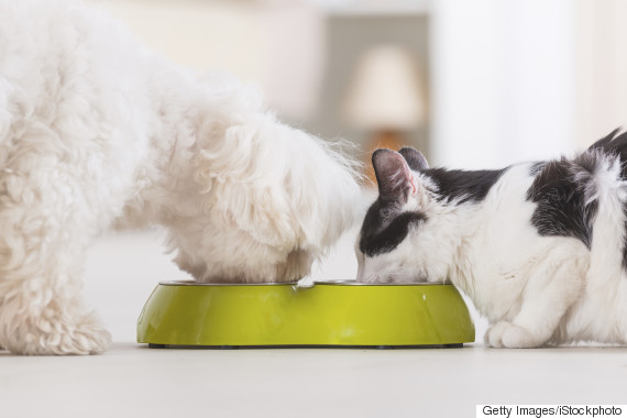 cat and dog
