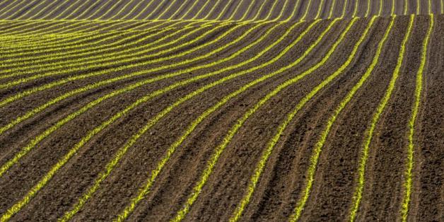 La banque mondiale se penche sur le business de l'agriculture au Maroc