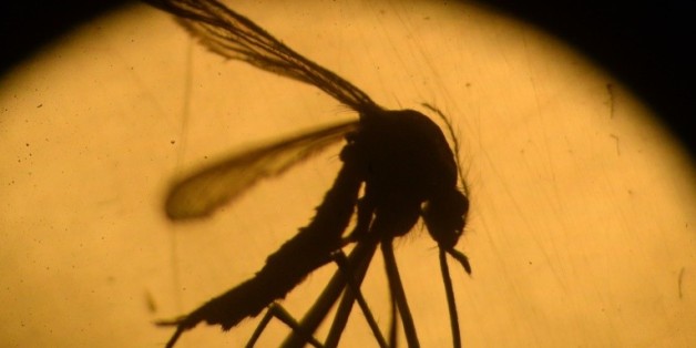 Un moustique Aedes aegypti photographié dans un laboratoire de l'université du Salvador, à San Salvador, le 3 février 2016