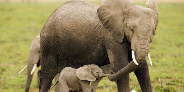 Elefanten im Amboseli National Park