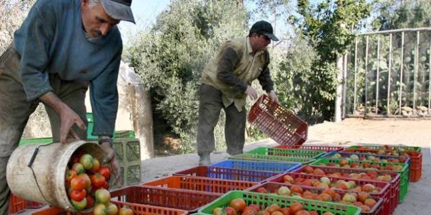 L'Union Européenne ne va pas revoir son accord avec le Maroc sur l'importation de tomates