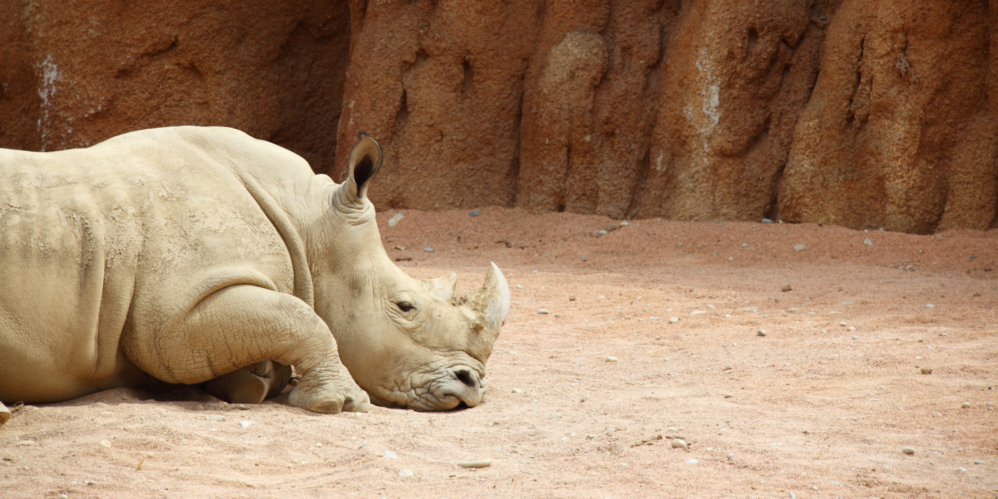 white rhinoceros extinct