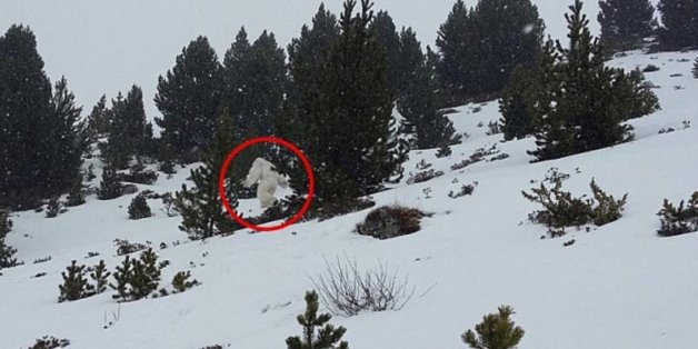 Sieht so der spanische Yeti aus?