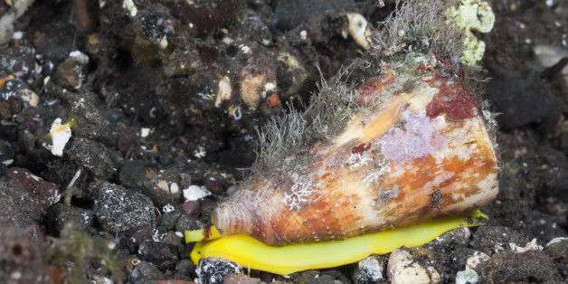 (GERMANY OUT) Cone Sea Slug, Conus sp., Alam Batu, Bali, Indonesia (Photo by Reinhard Dirscherl/ullstein bild via Getty Images)