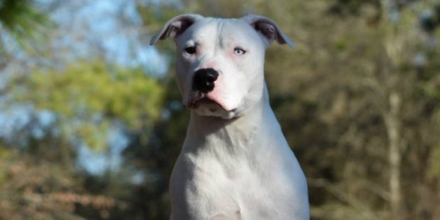 Nachricht eines Hundes, der von seinen Besitzern ins Tierheim gebracht wurde