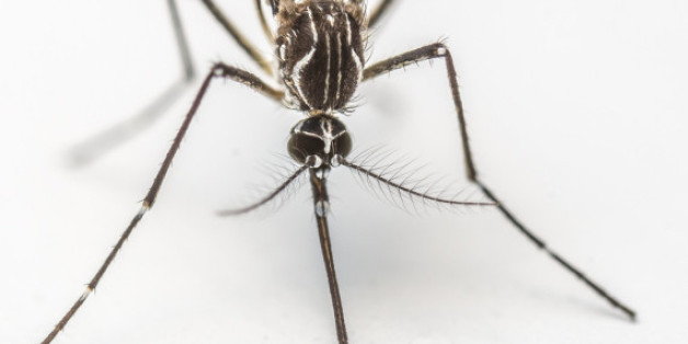 Die Asiatische Tigermücke ist einer der Hauptgründe für die rasante Verbreitung des Zika-Virus.