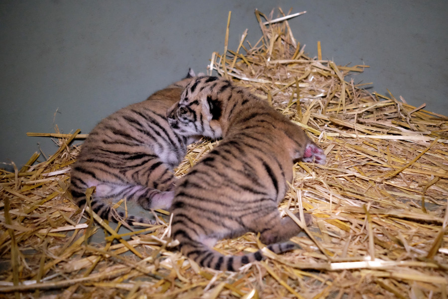 Australia Zoo Welcomes Two New Sumatran Tiger Cubs | HuffPost Australia