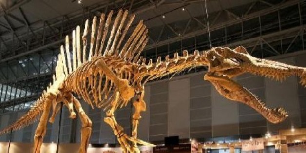 D'importants gisements de dinosaures découverts au Maroc