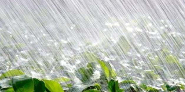 Les récentes pluies redonnent espoir aux agriculteurs marocains