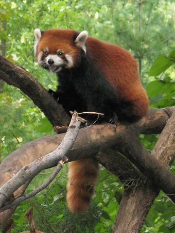 lessar panda