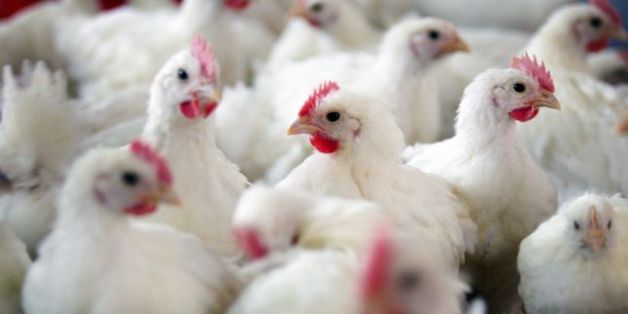 Une "hécatombe" de poulets à cause d'une grippe aviaire? La Fisa dément