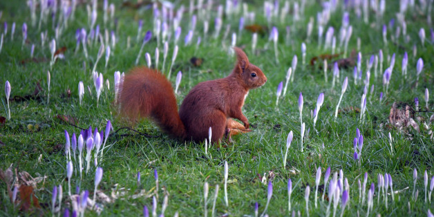 Ende Januar war es wie zum Frühlingsbeginn: Ein Eichhörnchen in Mitten von Krokussen in Köln