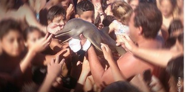 La mort d'un dauphin après que des touristes l'aient sorti de l'eau pour prendre un selfy